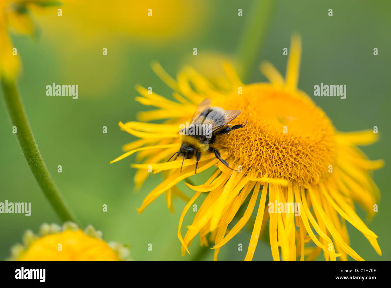 Bumblebee sammeln Honig aus der Blume eine gelbe aster Stockfoto