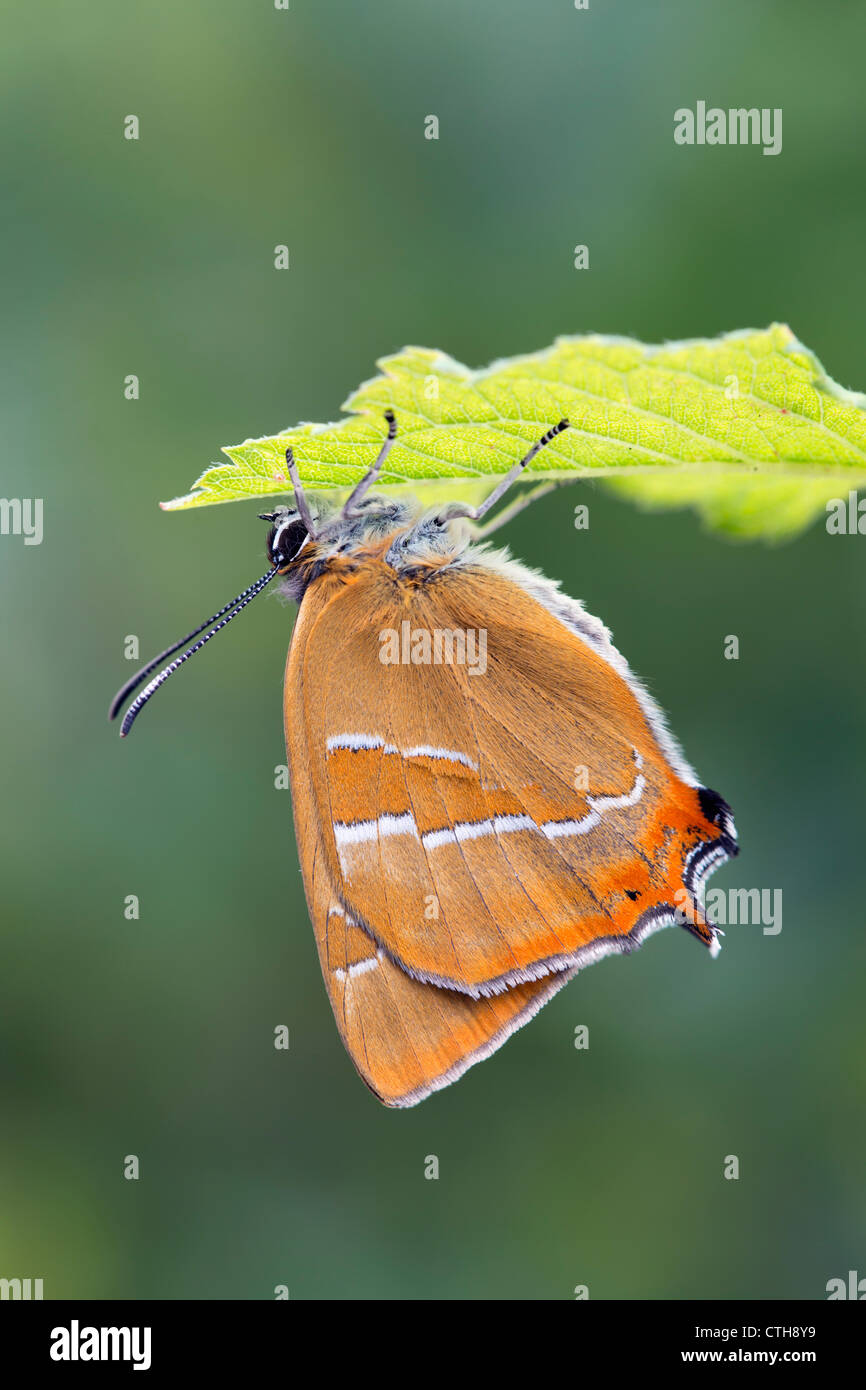 Braune Zipfelfalter; Thecula Betulae; Schmetterling; VEREINIGTES KÖNIGREICH; auf Blatt Stockfoto