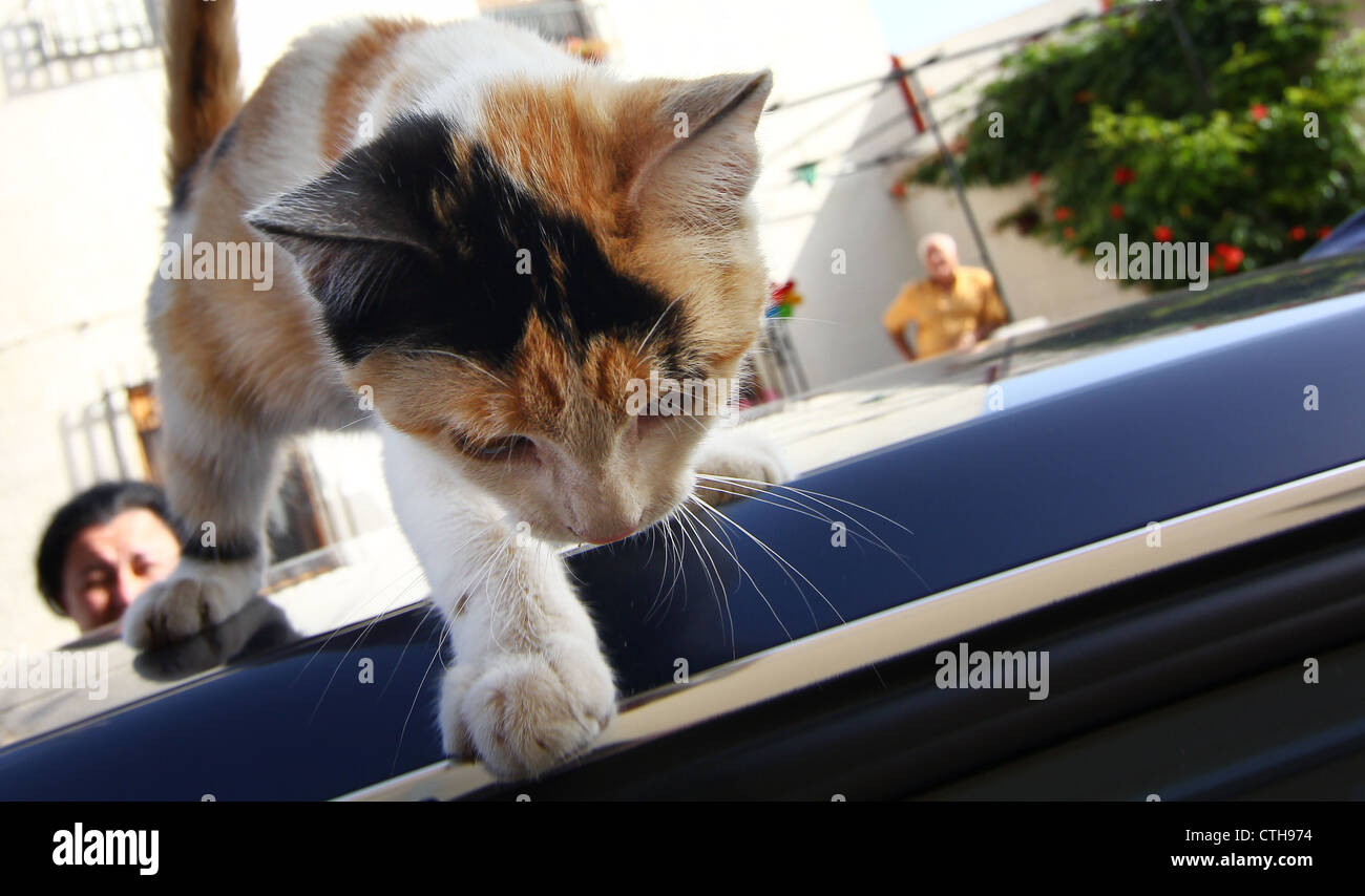 drei farbige Katze auf das Dach eines Fahrzeugs der Flucht Stockfoto