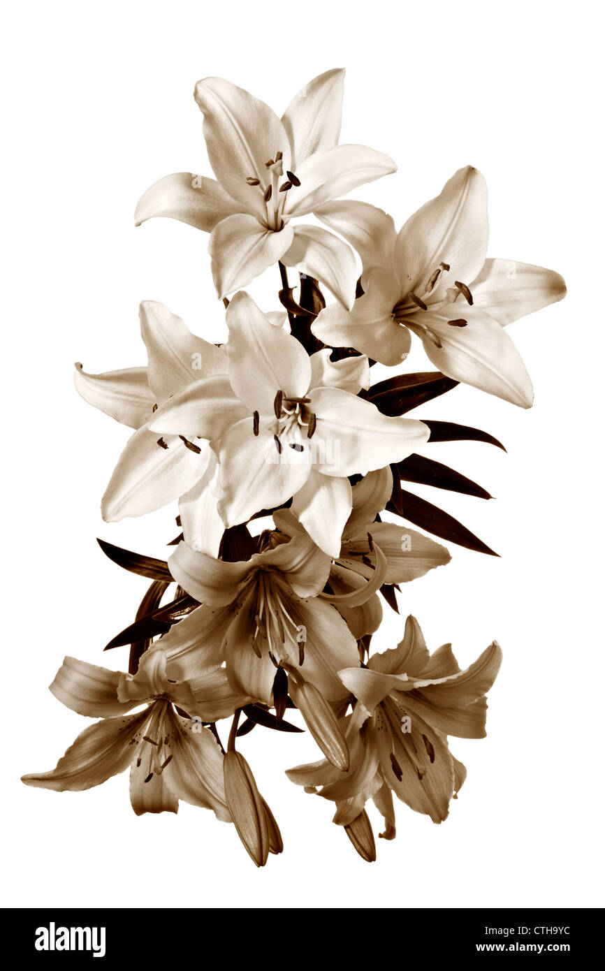 Vintage Sepia getönten Blumenmuster. Lilien, die isoliert auf weißem Hintergrund Stockfoto