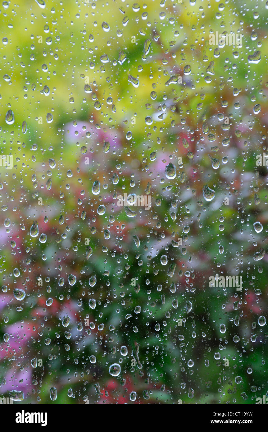 Pflanzen, angesehen durch Fenster mit Regen fällt Stockfoto