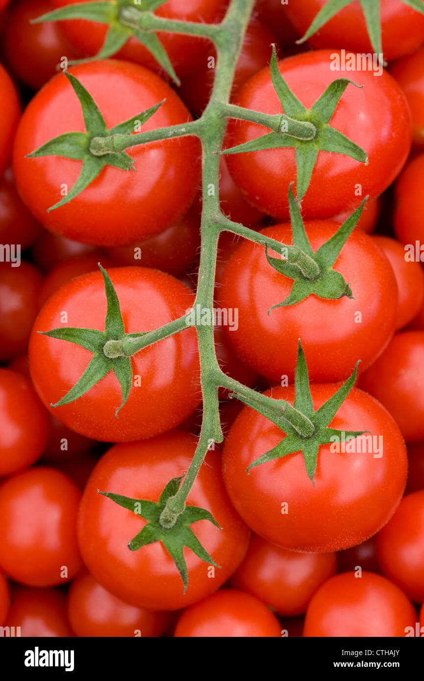 frische reife rote Tomaten an den Rebstöcken geerntet Stockfoto