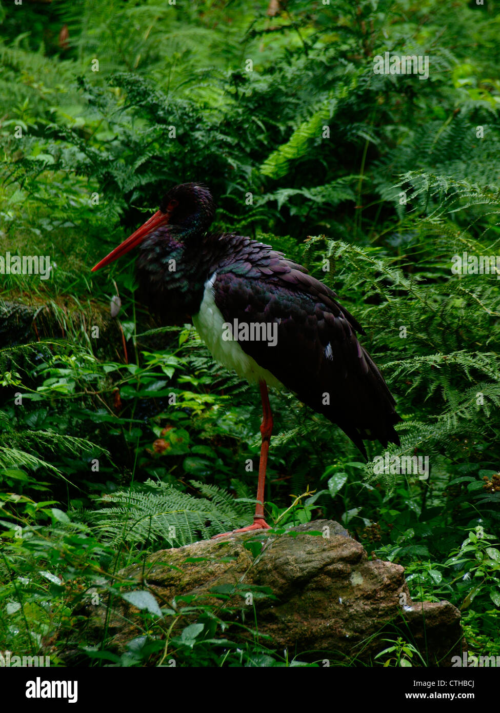 Der Schwarzstorch im Wald Stockfoto