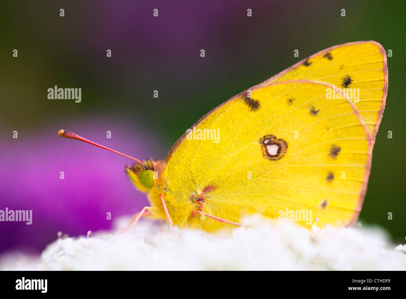 Ein Schmetterling auf weißen Blüten sitzen; Dundee, Ohio, Vereinigte Staaten von Amerika Stockfoto