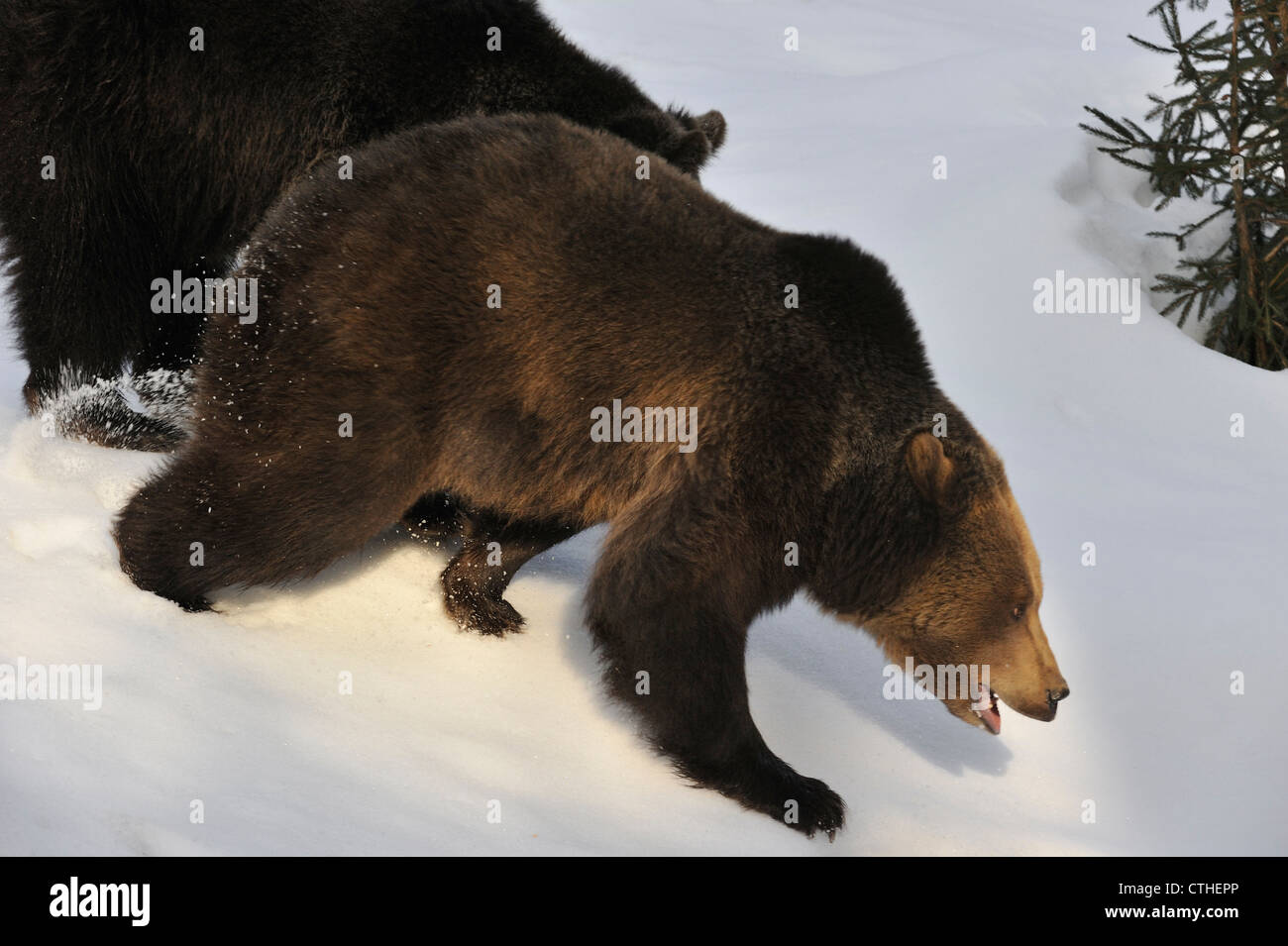 Eurasische Braunbären (Ursus Arctos Arctos) weiblich mit zwei-jährigen Jungen im Schnee im Winter laden männliche Bären, Bayerischer Wald Stockfoto