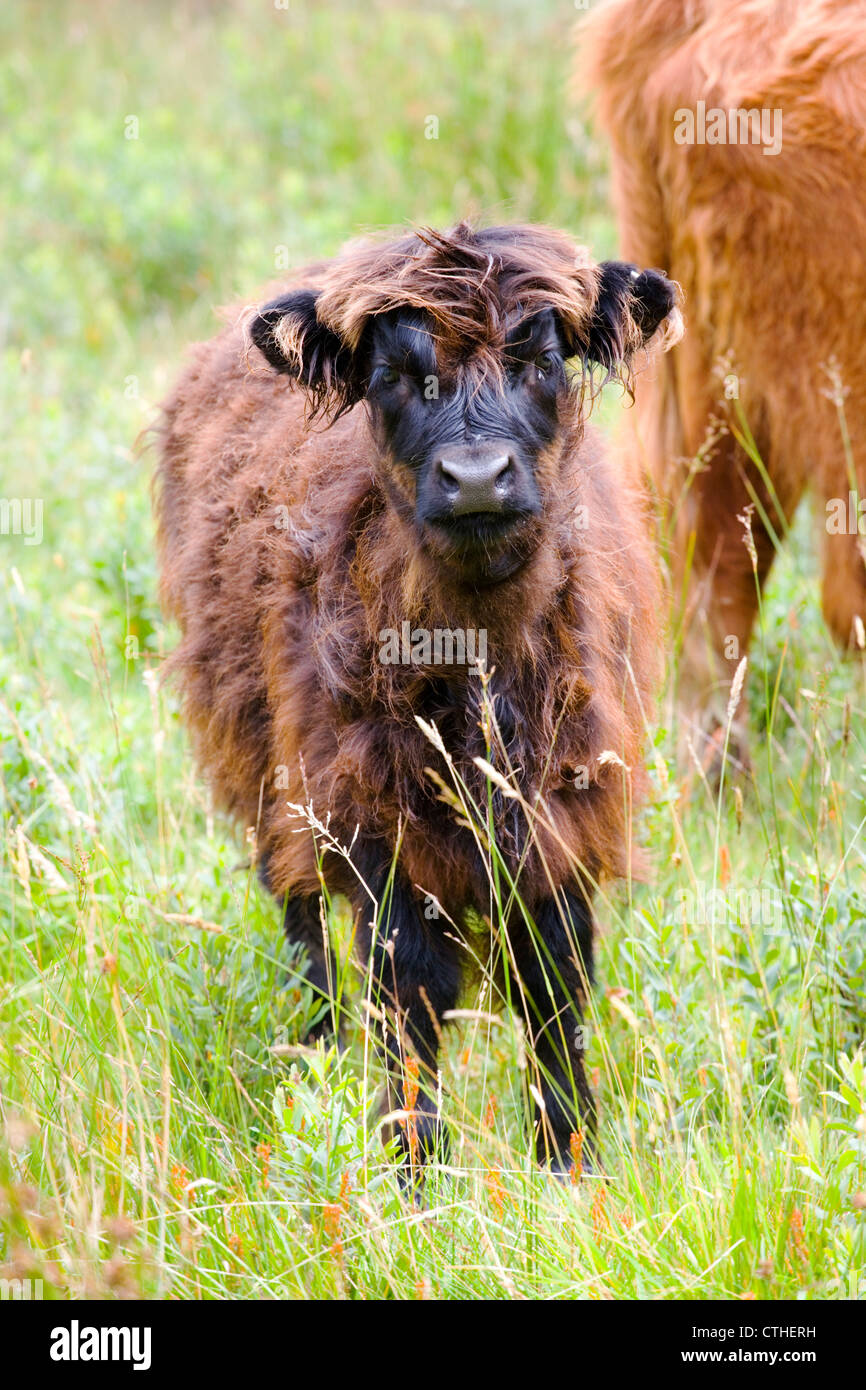 Ein Highland Kuh Kalb in Glencoe in den schottischen Highlands Stockfoto