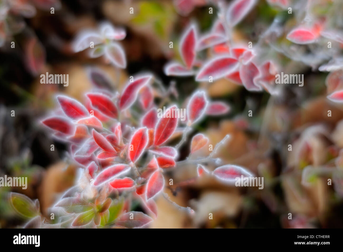 Hohmann-Heidelbeere (Vaccinium Angustifolium) bereifte Blätter im Herbst, Greater Sudbury, Ontario, Kanada Stockfoto