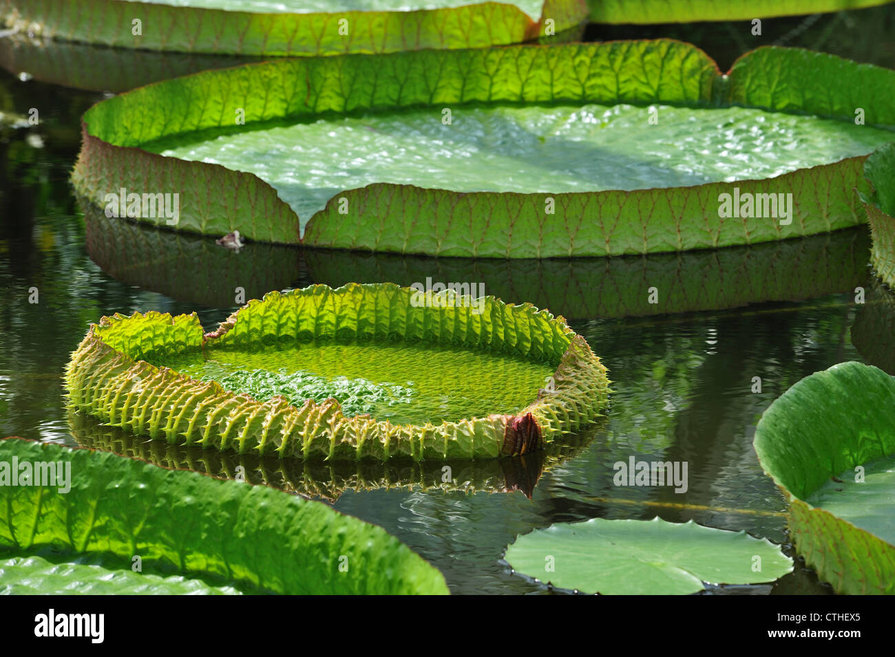 Riesige Seerose Pads (Victoria Amazonica Corbanie / Victoria Regia), ursprünglich aus Südamerika, National Botanic Garden, Belgien Stockfoto