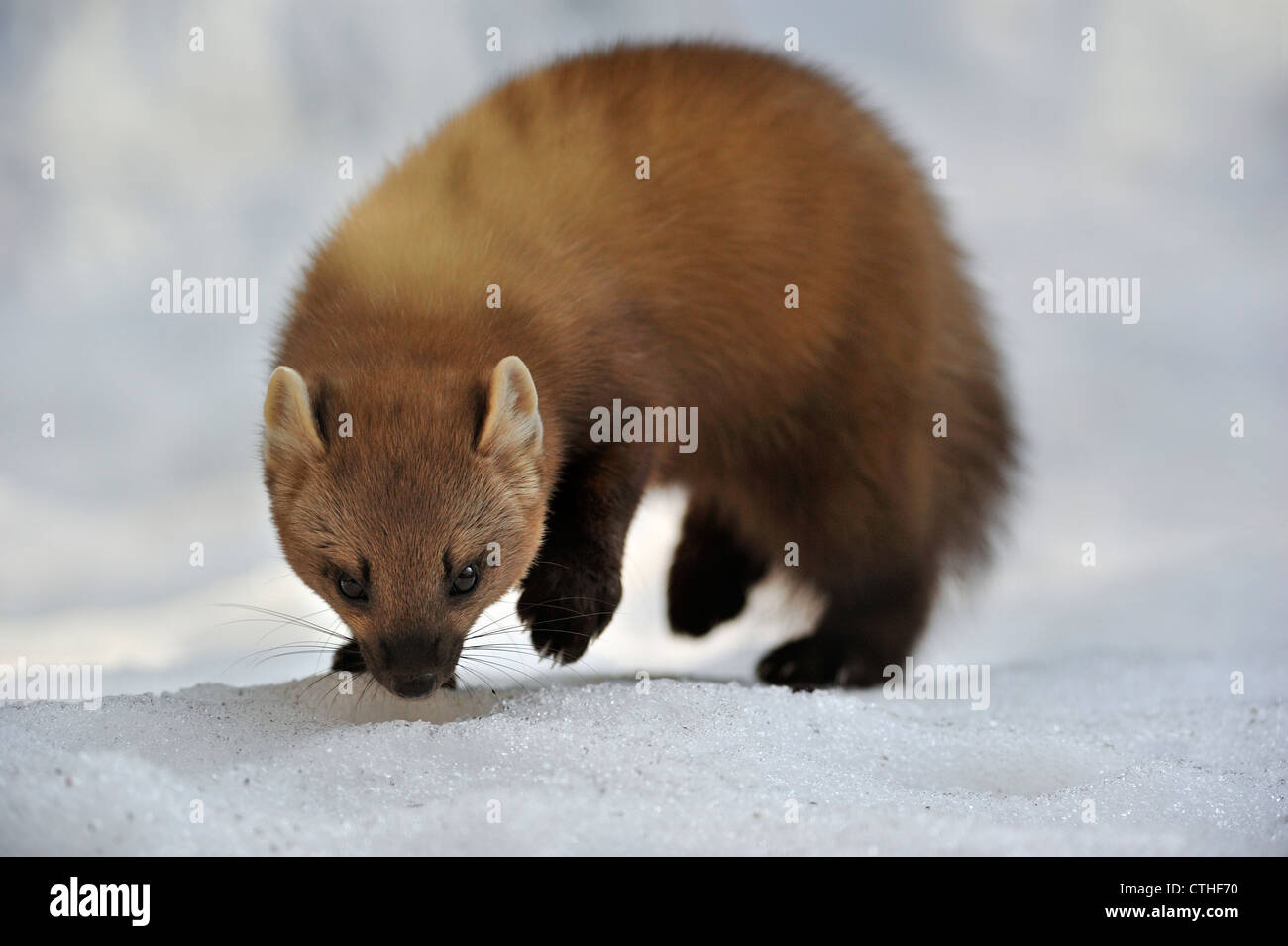 Europäischen Baummarder (Martes Martes) Jagd durch folgende Fährte im Schnee im winter Stockfoto