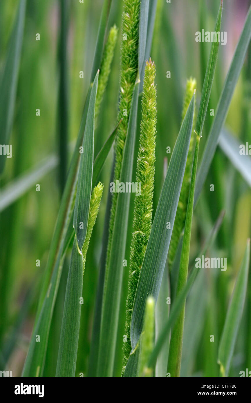 Lila-Stamm Catstail / Boehmer Katzen-Tail (Phleum Phleoides), heimisch in Europa, Nordafrika und gemäßigten Asien Stockfoto