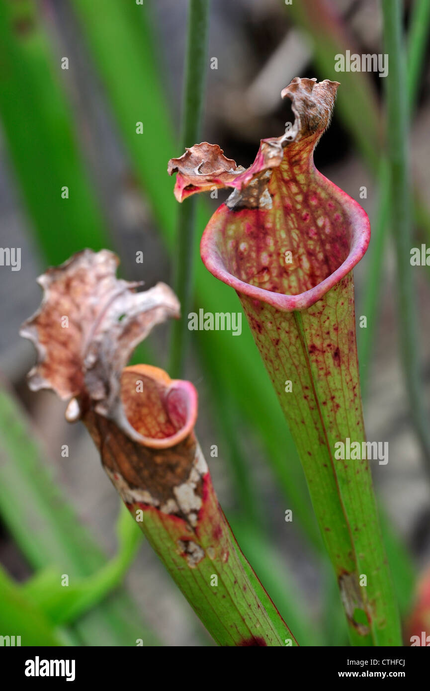 Fleischfressende Trompete Krug Pflanzen Sarracenia Stevensii ursprünglich aus Nordamerika, USA Stockfoto