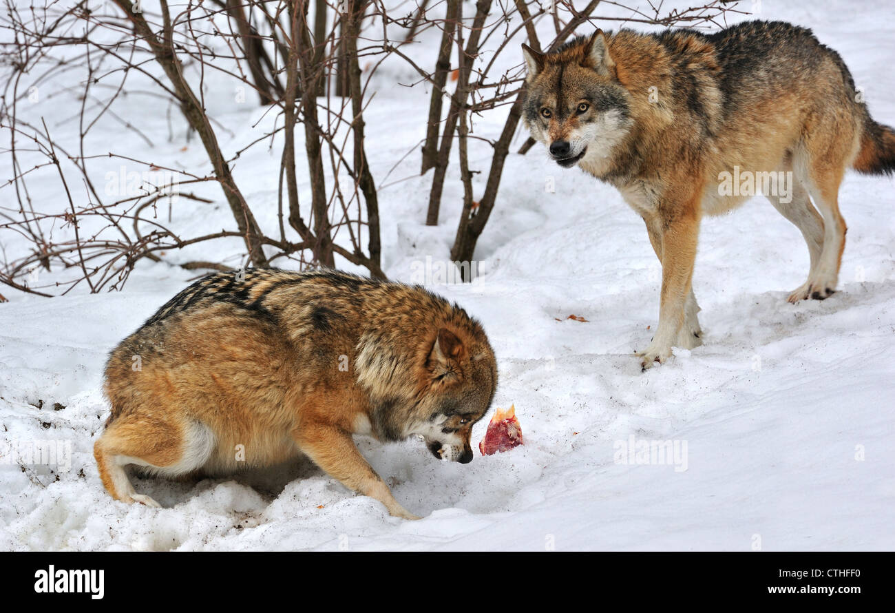 Angst, untergeordnete Wolf zeigen devote Haltung zur dominierenden Wolf hockend, Ohren flach und Heck versteckt zwischen den Beinen Stockfoto