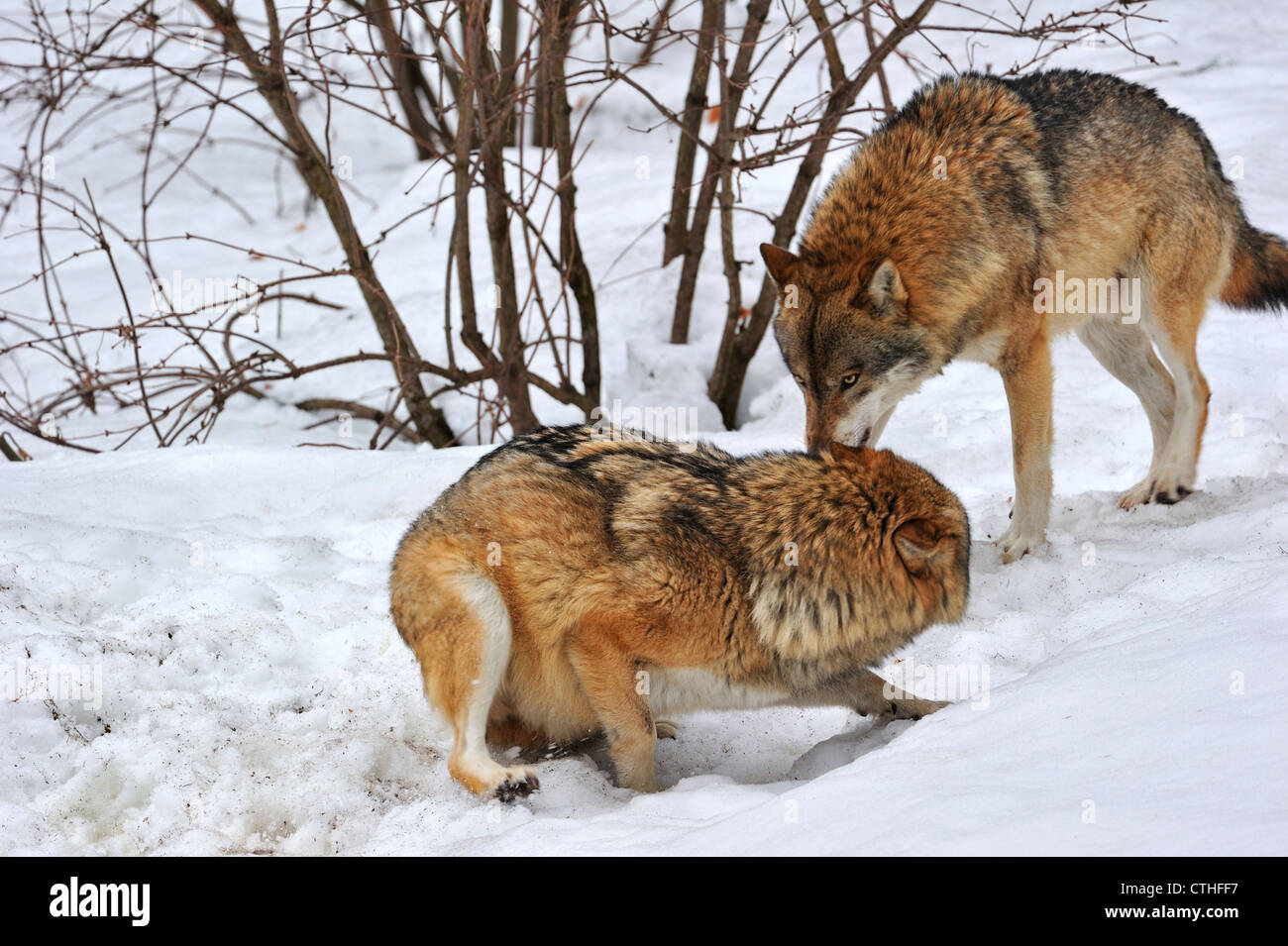 Angst, untergeordnete Wolf zeigen devote Haltung zur dominierenden Wolf hockend, Ohren flach und Heck versteckt zwischen den Beinen Stockfoto