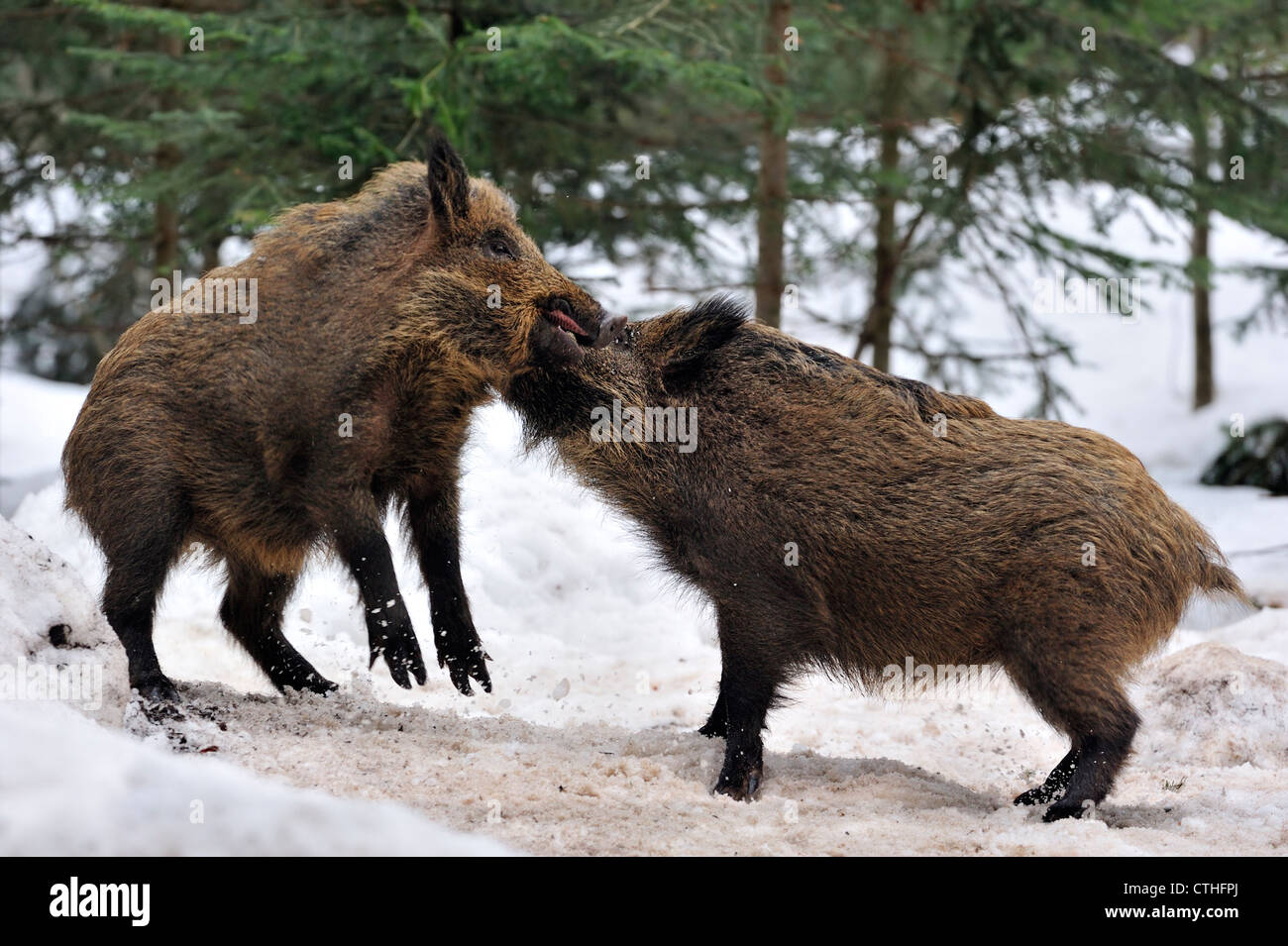 Zwei aggressive Wildschweine (Sus Scrofa) kämpfen in den Schnee im Winter im Pinienwald Stockfoto