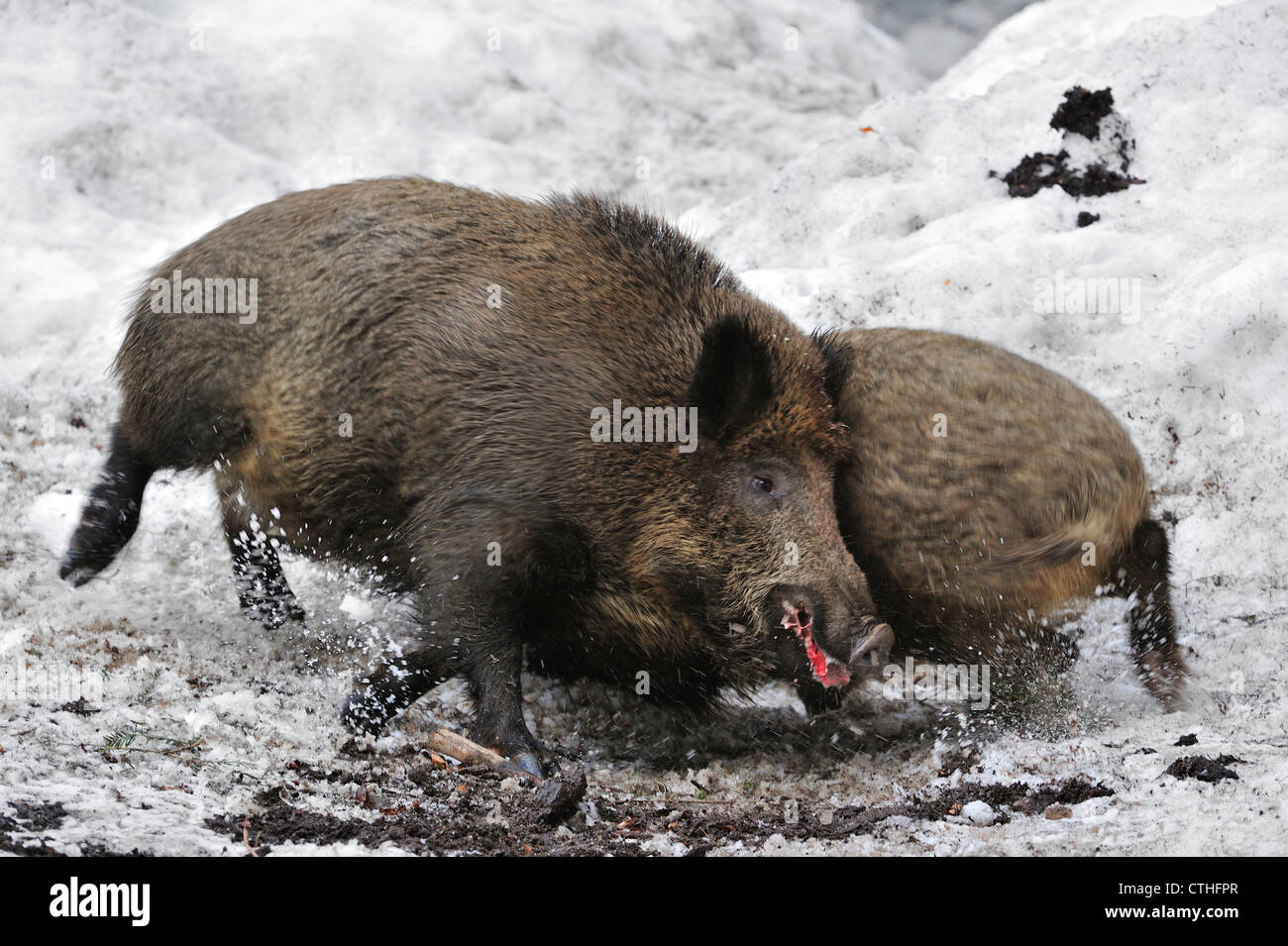 Zwei Wildschweine (Sus Scrofa) kämpfen um die Vorherrschaft im Schnee im Winter im Wald Stockfoto