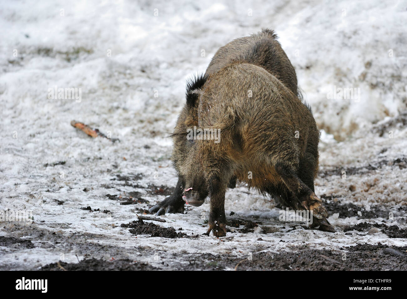 Zwei Wildschweine (Sus Scrofa) kämpfen um die Vorherrschaft im Schnee im Winter im Wald Stockfoto