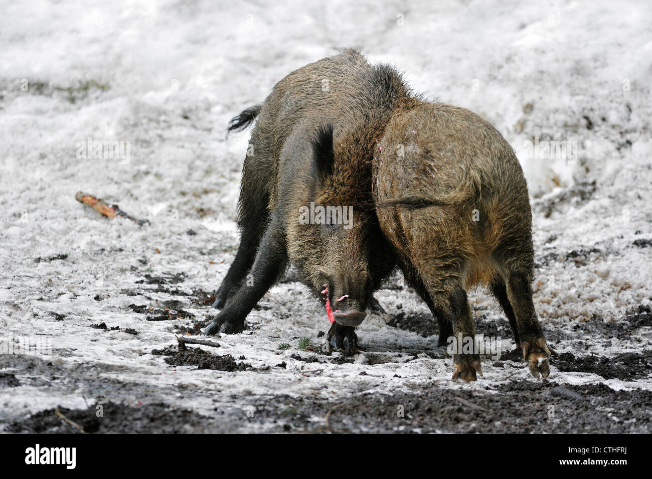 Zwei Wildschweine (Sus Scrofa) kämpfen um die Vorherrschaft im Schnee im Winter im Wald Stockfoto