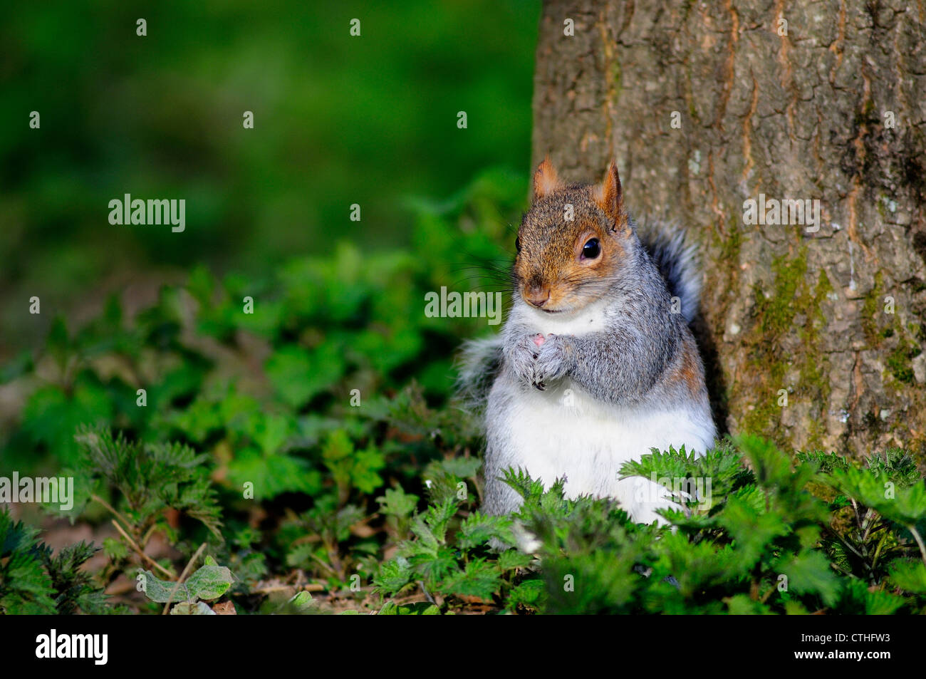 Ein graues Eichhörnchen an einen Baum gelehnt! UK Stockfoto