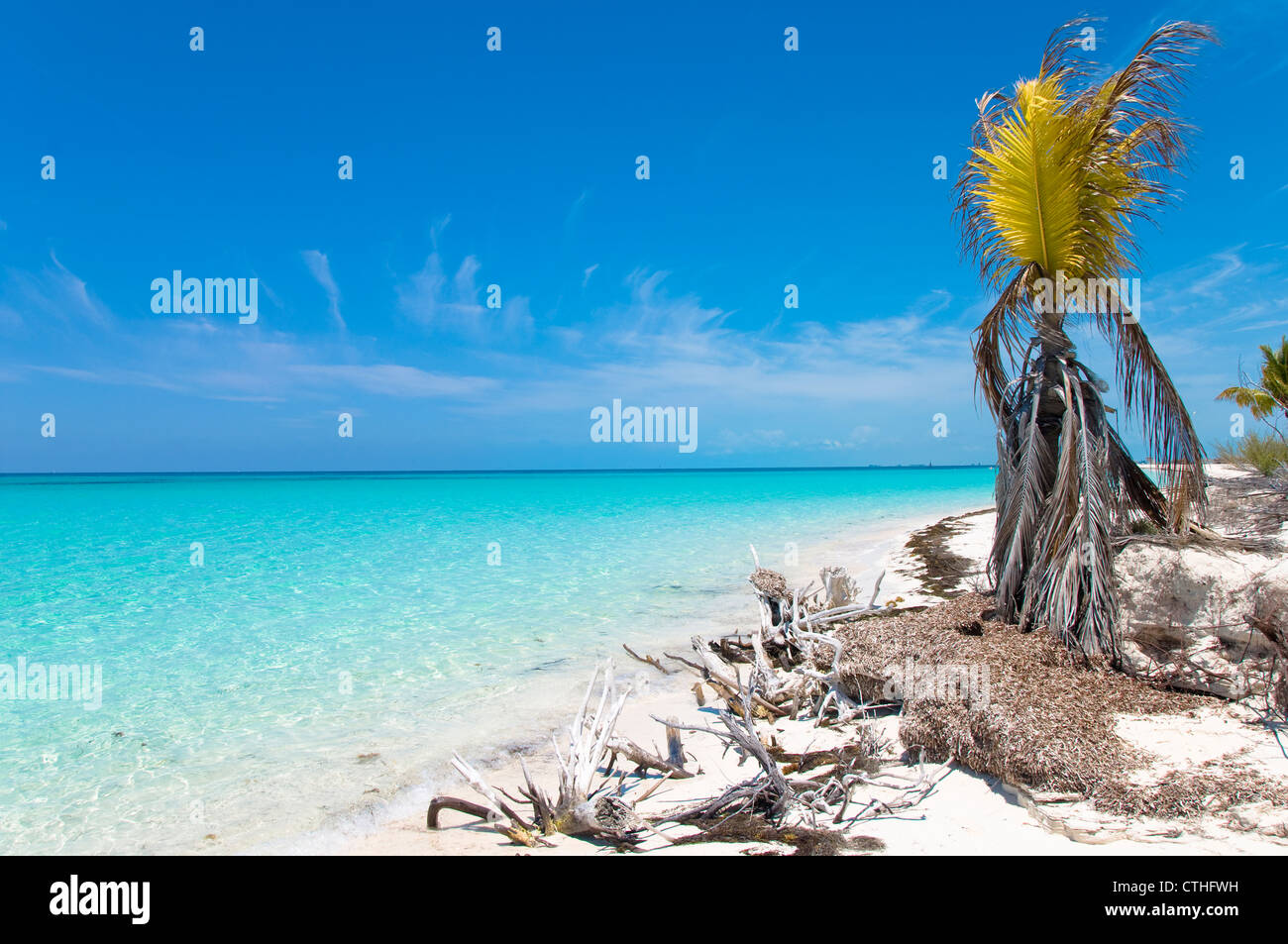 Gebleichte Strand Holz, Sirena Beach, Cayo Largo del Sur, Kuba Stockfoto