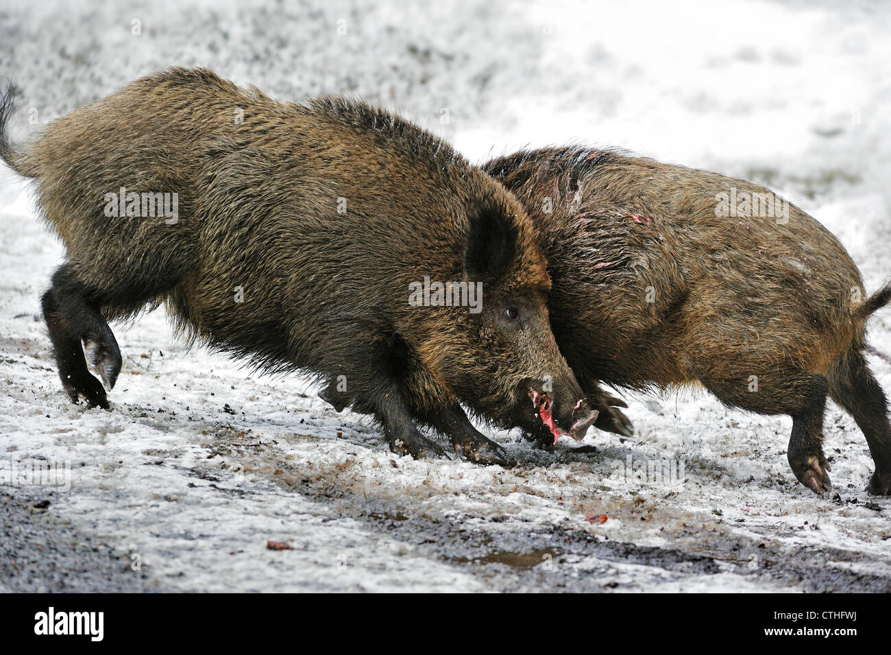 Zwei Wildschweine (Sus Scrofa) kämpfen um die Vorherrschaft im Schnee im Winter im Wald Stockfoto