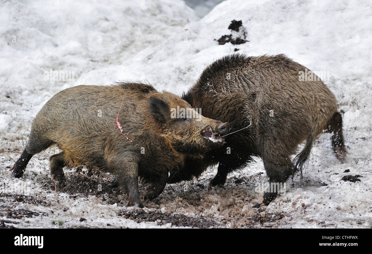 Zwei Wildschweine (Sus Scrofa) kämpfen um die Vorherrschaft im Schnee im Winter im Wald Stockfoto