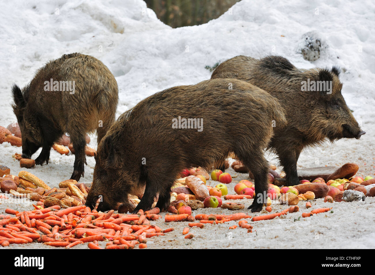 Wildschweine (Sus Scrofa) Verzehr von Äpfeln, Karotten und altes Brot an die Futterstation im Kiefernwald im Schnee im winter Stockfoto