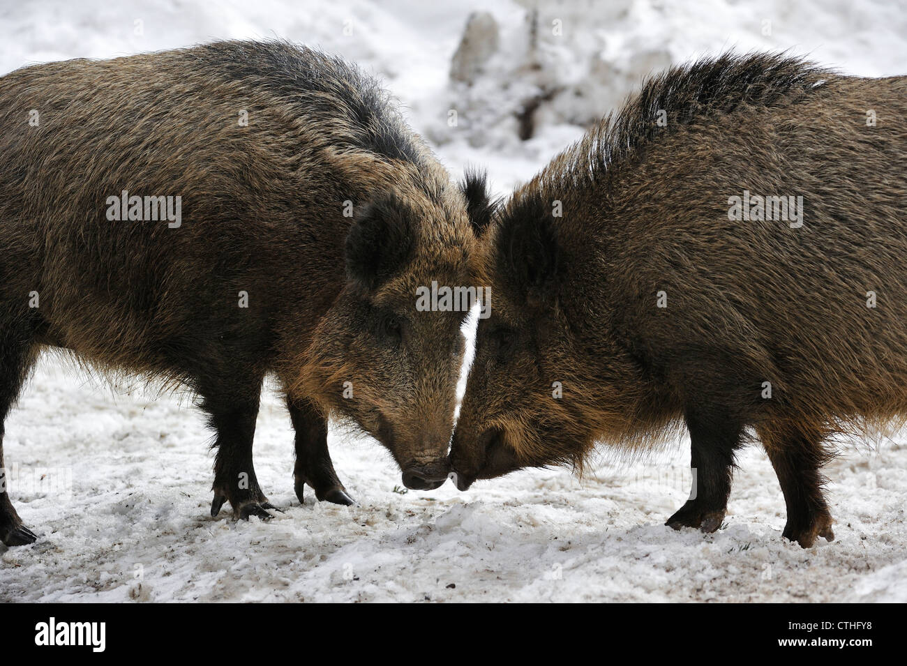 Zwei aggressive Wildschweine (Sus Scrofa) im Schnee im Winter stehen Nase an Nase vor dem Kampf kräftig Stockfoto