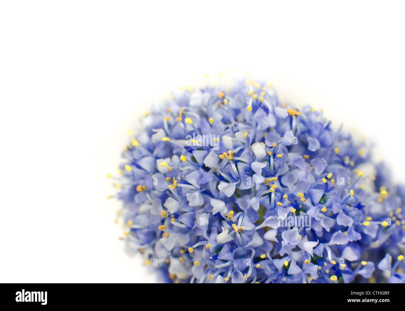 Ceanothus blauen Strauch Blüte isoliert auf weißem Hintergrund Stockfoto