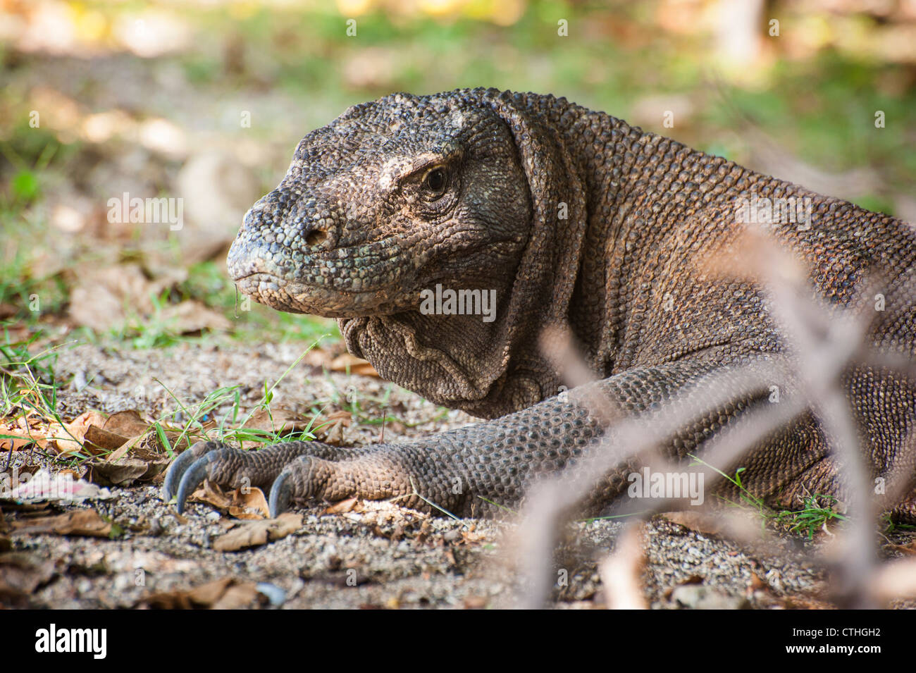 Der Komodowaran auch bekannt als die Komodo-Monitor, ist eine große Art Eidechse gefunden in der indonesischen Insel Komodo. Stockfoto