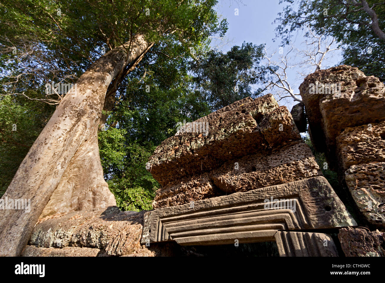 Riesigen Feigenbaum an Ta Phrom Tempel, Angkor Wat, Kambodscha, Asien Stockfoto
