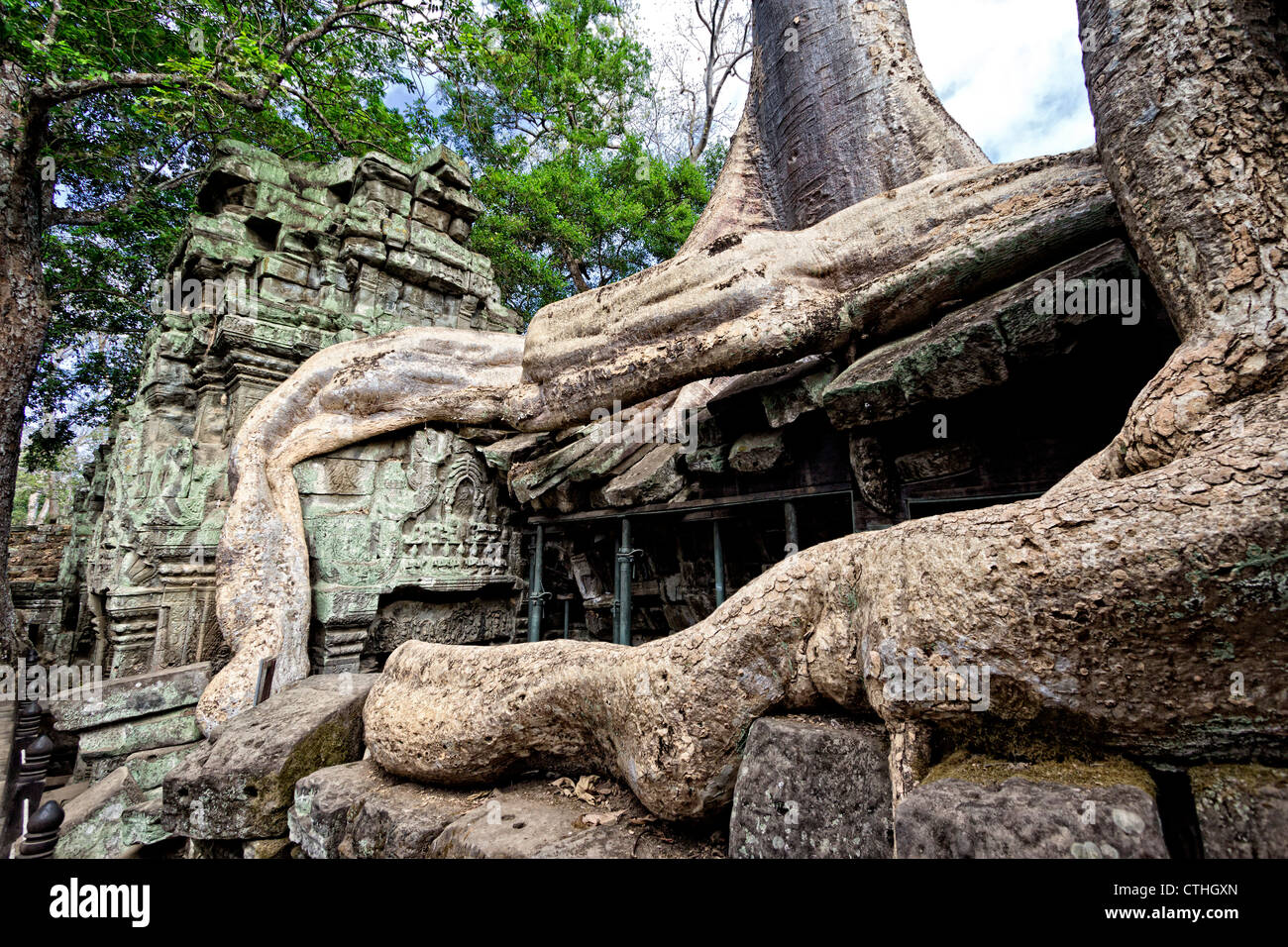 Riesigen Feigenbaum Ta Phrom Tempel in Angkor Wat, Kambodscha, Asien Stockfoto