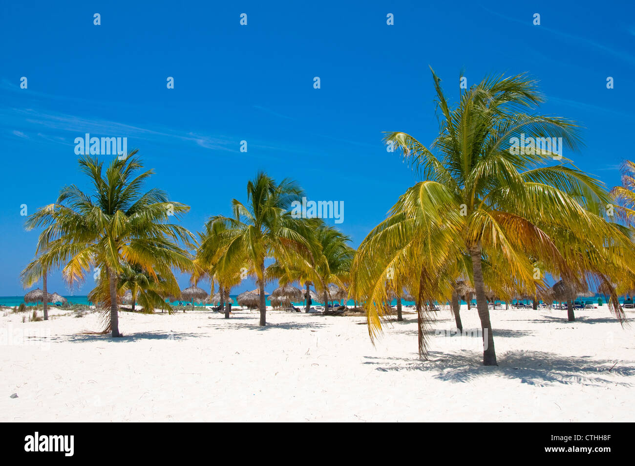 Palmen am Sirena Beach, Cayo Largo del Sur, Kuba Stockfoto