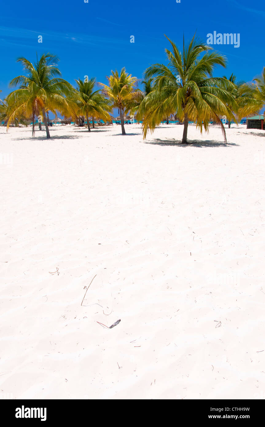 Palmen am Sirena Beach, Cayo Largo del Sur, Kuba Stockfoto