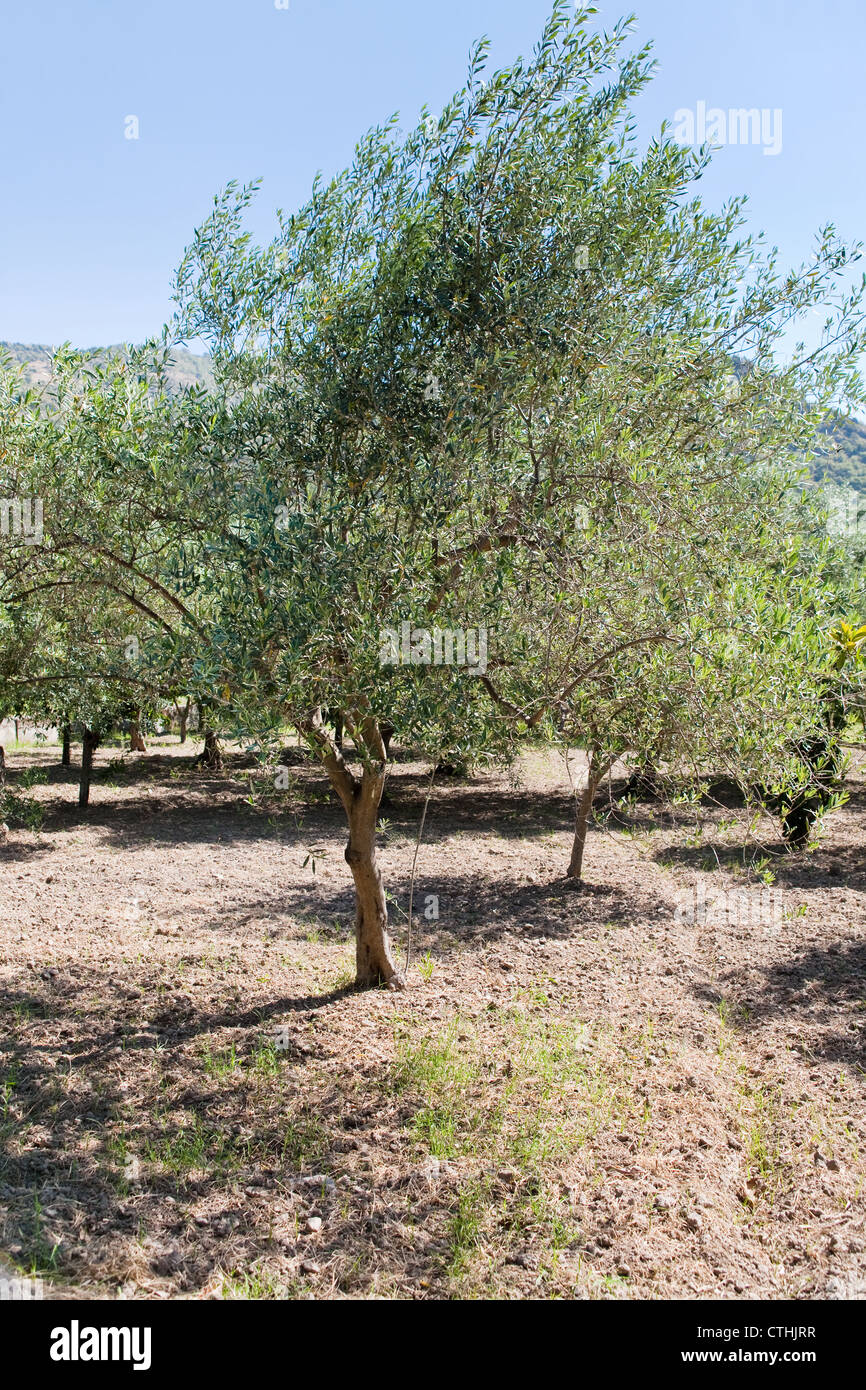 Olivenbaum im sizilianischen Garten Stockfoto