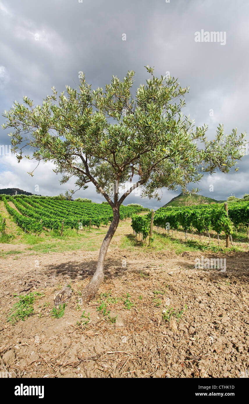 Garten mit Olivenbäumen und Weingärten auf sanften Abhang Ätna-Region, Sizilien Stockfoto