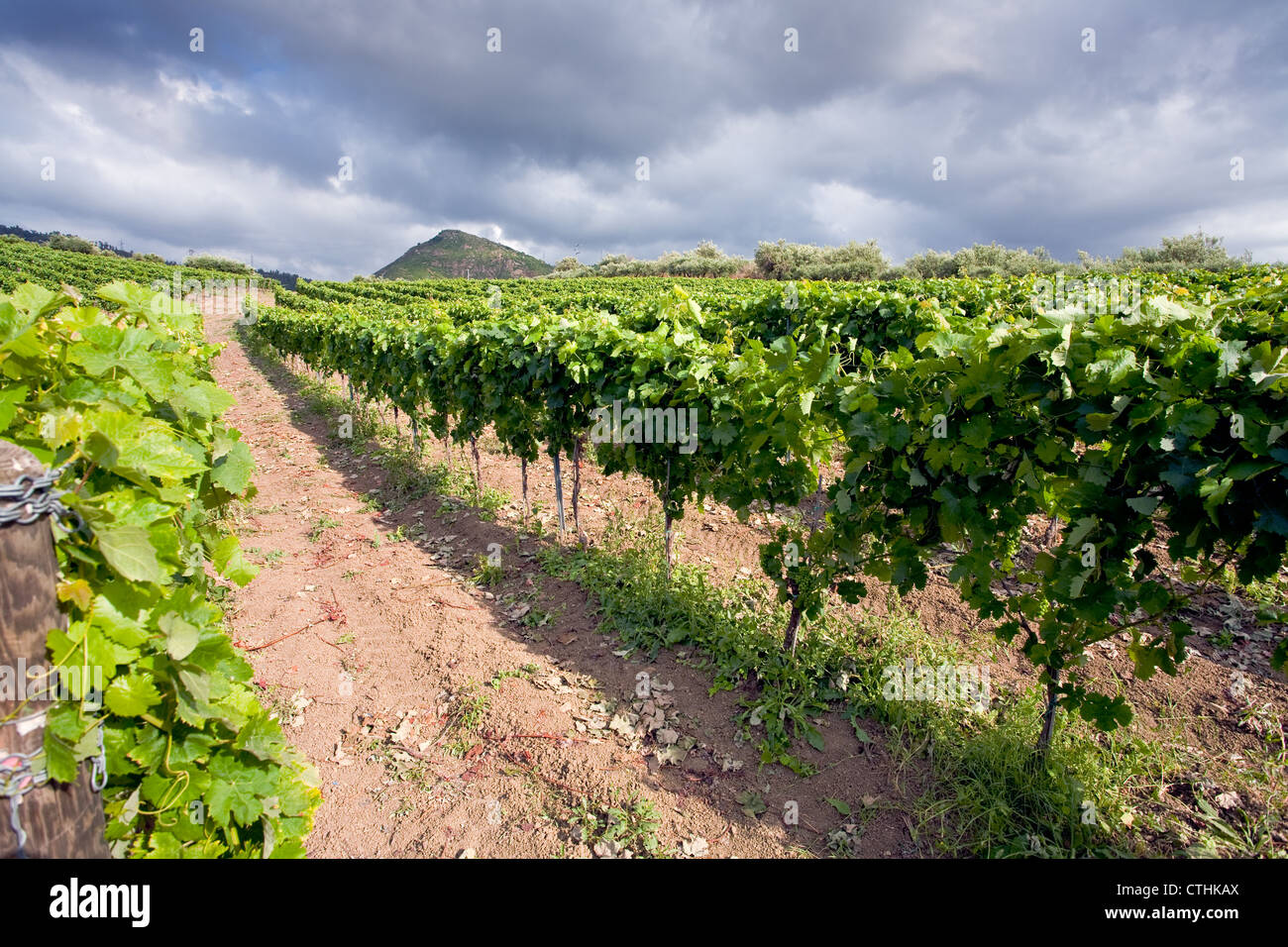 Weinberg auf sanften Abhang Ätna-Region, Sizilien Stockfoto