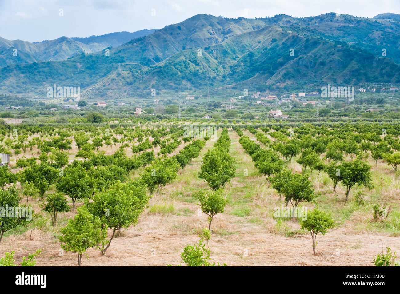 Mandarine Obstgarten mit Bergen im Hintergrund, Sizilien Stockfoto