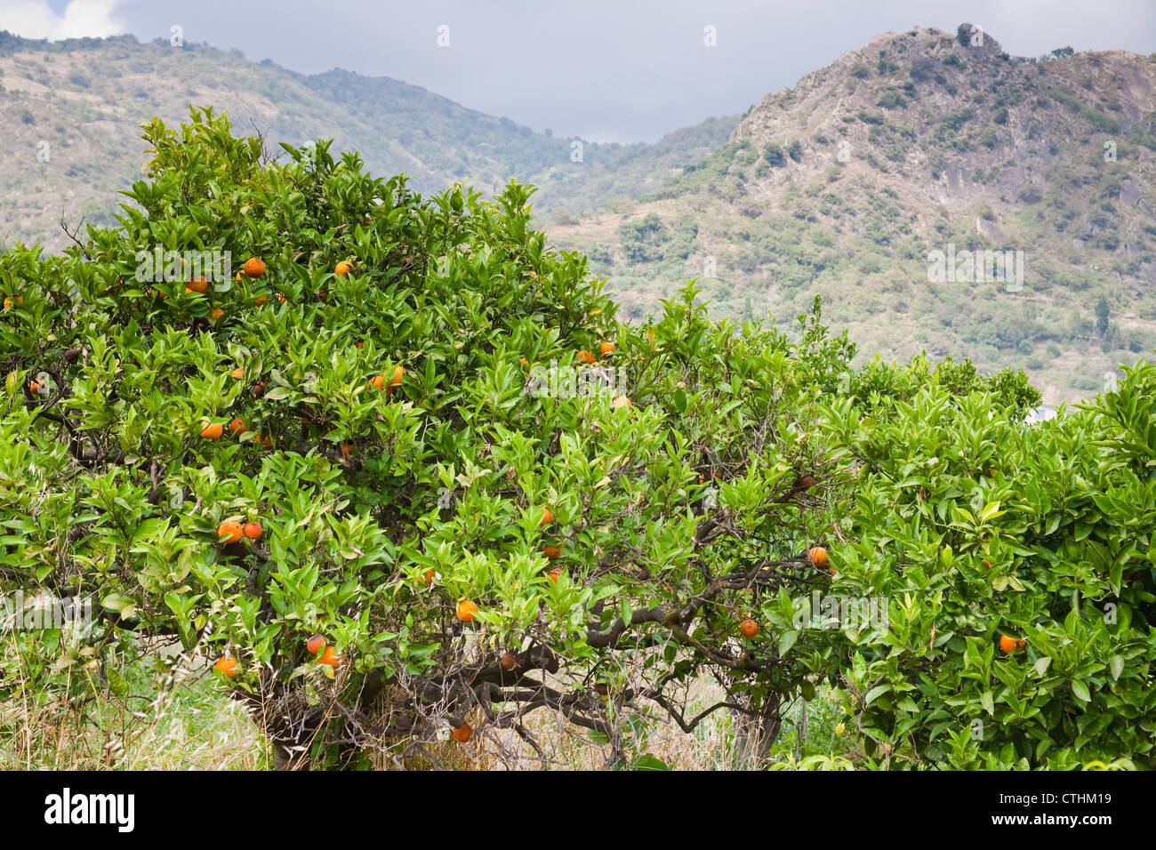 Mandarinen Bäume mit Bergen im Hintergrund, Sizilien Stockfoto