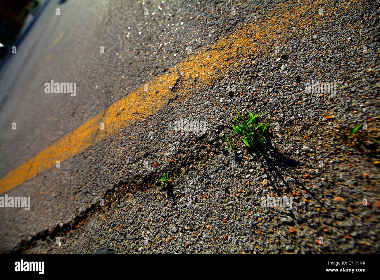 Ein kleines Unkraut wächst durch einen Riss im Asphalt neben einem gelben Trennlinie. Stockfoto