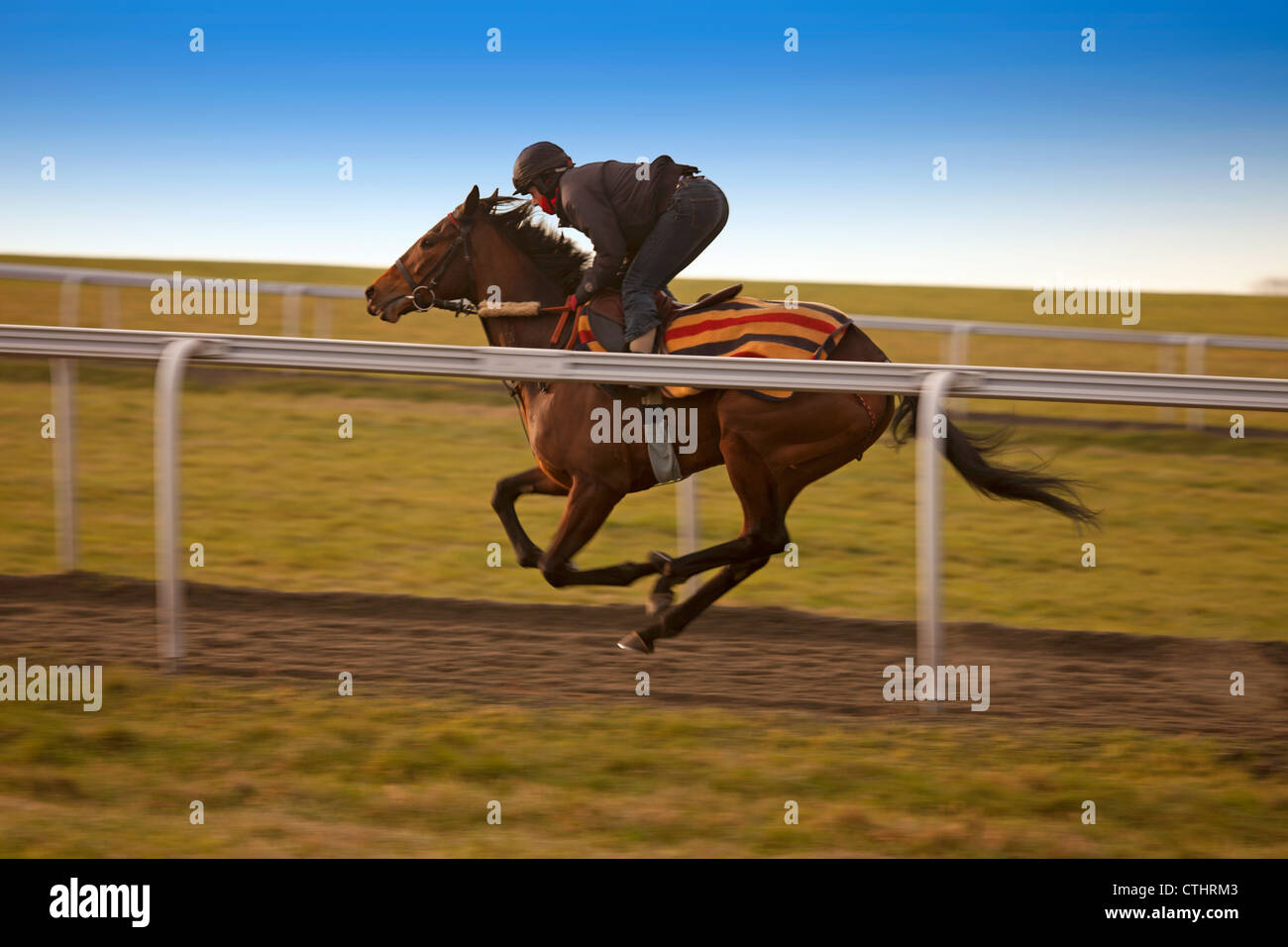 Rennpferd in vollem Galopp Stockfoto