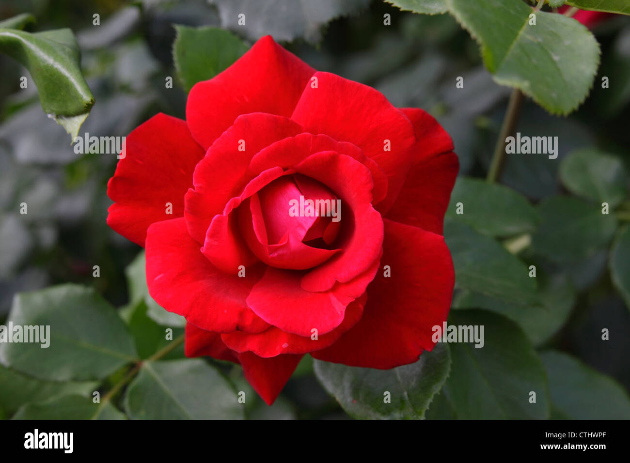 Nahaufnahme einer Rose Blume Stockfoto