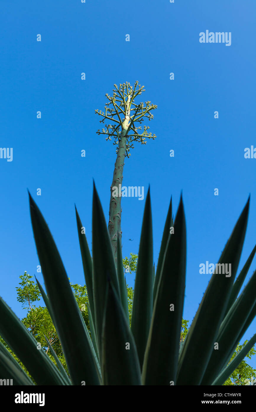 Agave-Pflanze Stockfoto