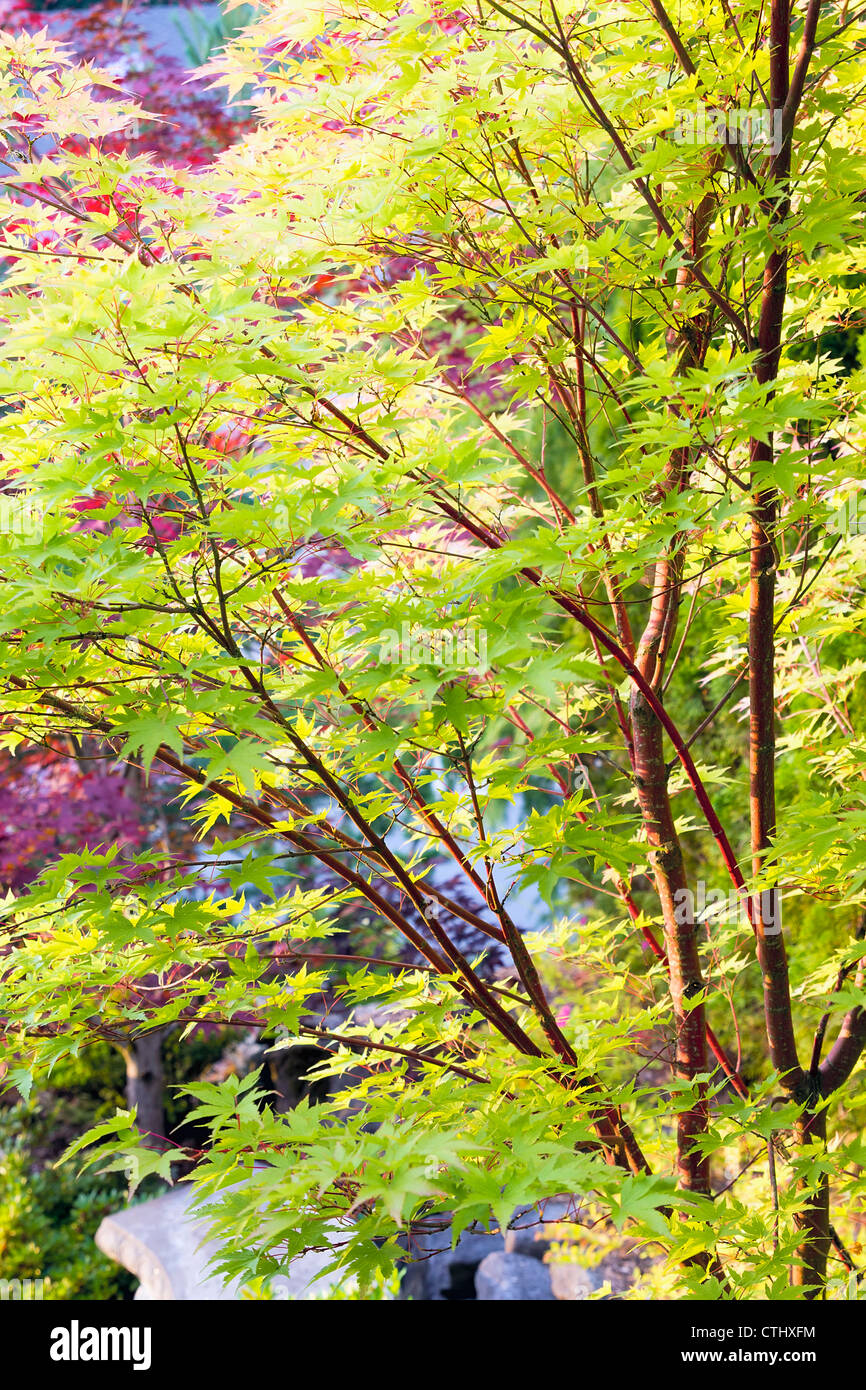 Rote Korallen Rinde Spitze Blatt Ahorn Stockfoto