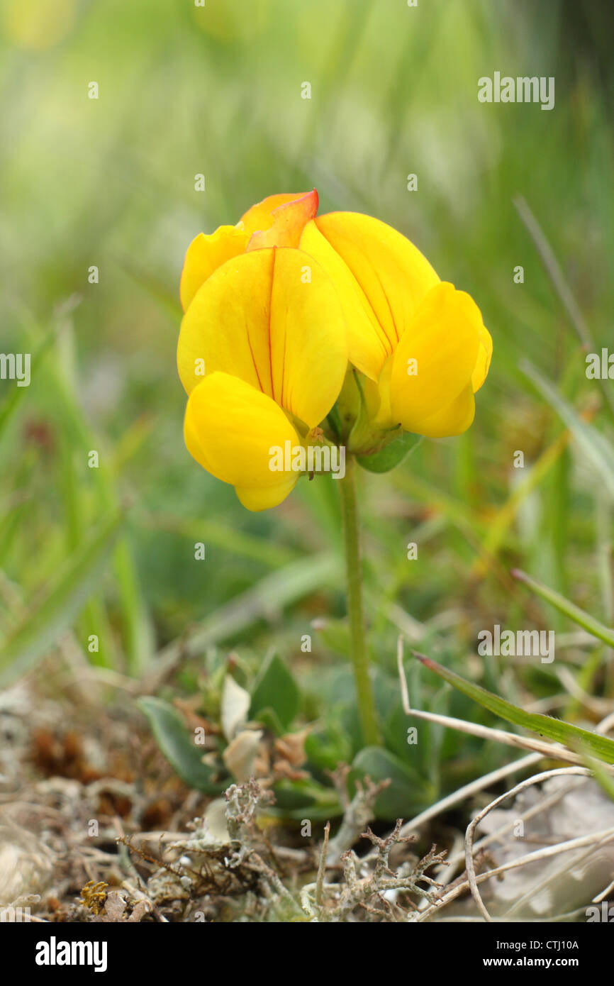 Wild, Blüte gemeinsame Vogel's – Foot Trefoil (Lotus Corniculatus), wächst in einem traditionellen Wildblumenwiese, Derbyshire, UK Stockfoto