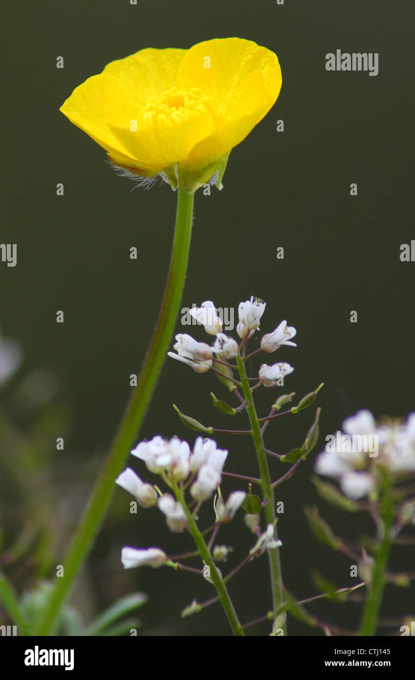 Gelbe knolligen Hahnenfuß (Ranunculus Bulbosus), gegen weiße Alpine Penny - Kresse in eine Wildblumenwiese in der Nähe von Matlock, Derbys UK Stockfoto