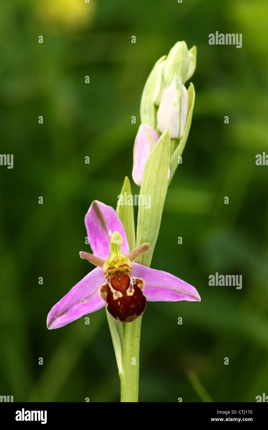 Blühende wilde Biene Orchidee (Ophrys Apifera) wächst auf einem Gelände der ehemaligen Zeche in Derbyshire, UK Stockfoto