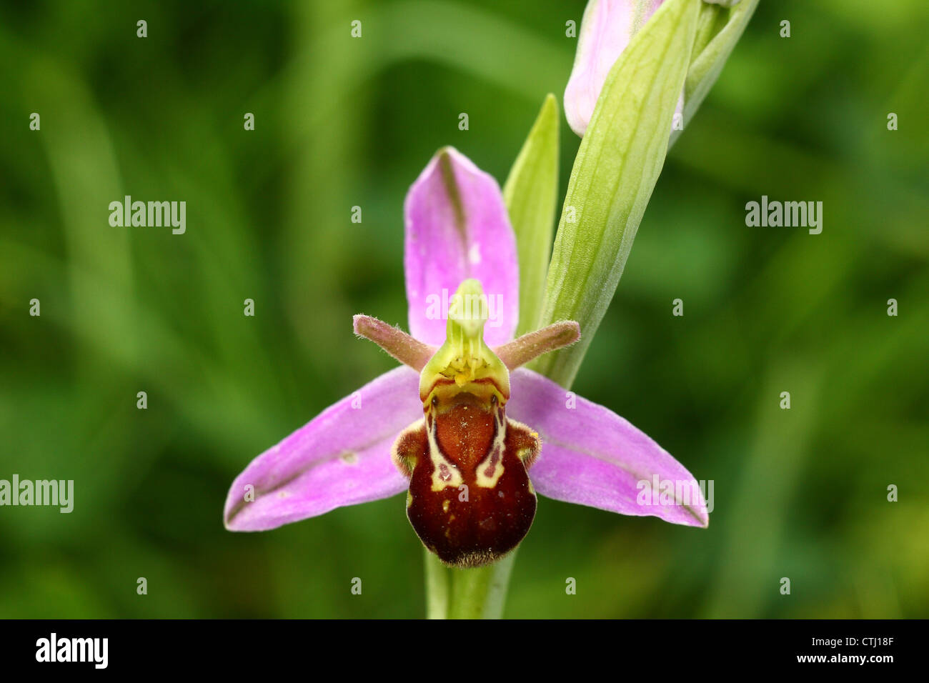 Blühende wilde Biene Orchidee (Ophrys Apifera) wächst auf einem Gelände der ehemaligen Zeche, Derbyshire, UK Stockfoto