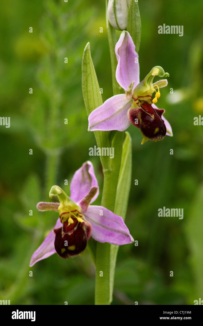 Zwei Blüten auf eine einzelne Biene wilde Orchidee (Ophrys Apifera), Derbyshire, UK Stockfoto