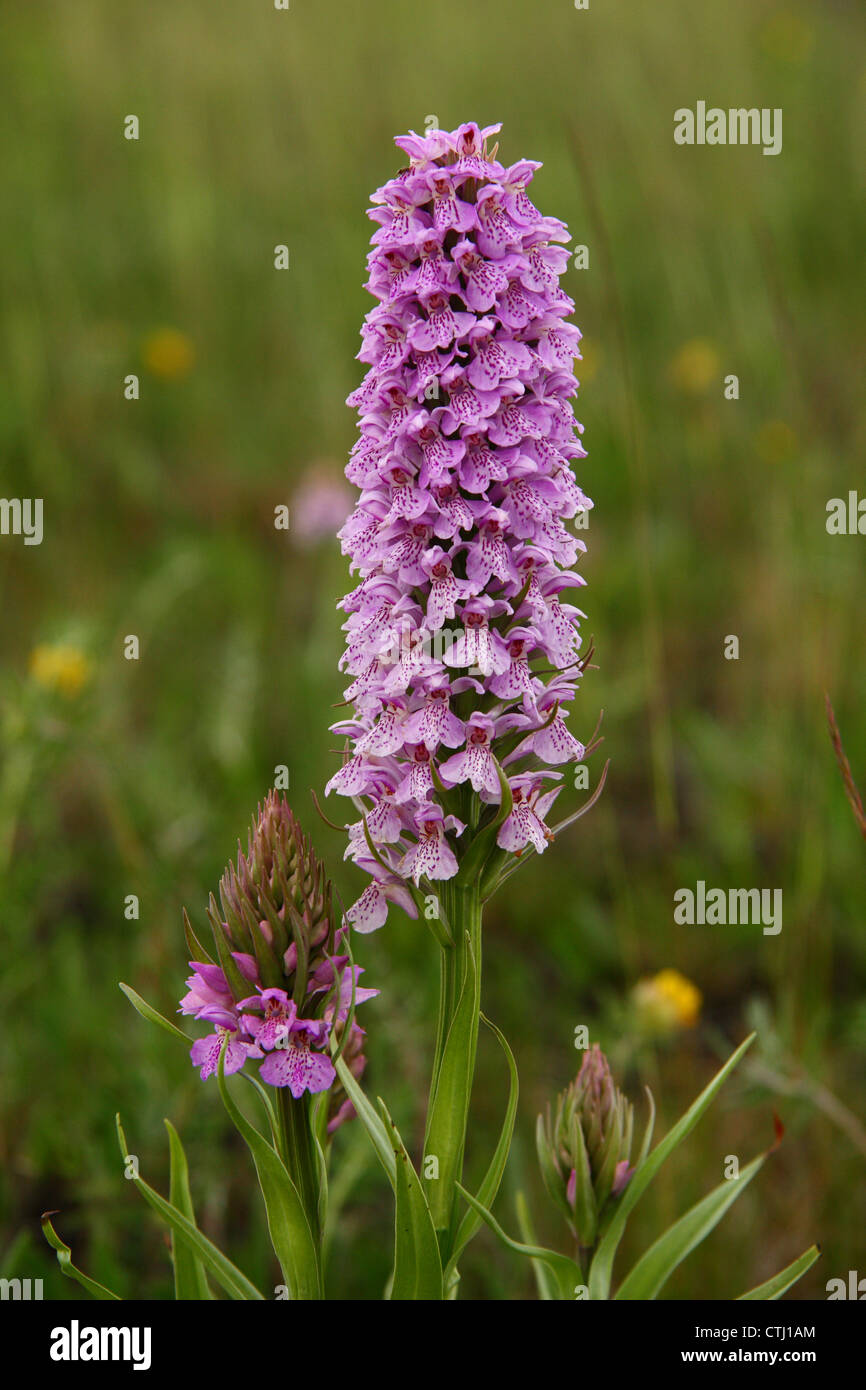 Blühende Spike von gemeinsamen entdeckt wilde Orchidee (Dactylorhiza Fuchsii), Derbyshire, UK Stockfoto