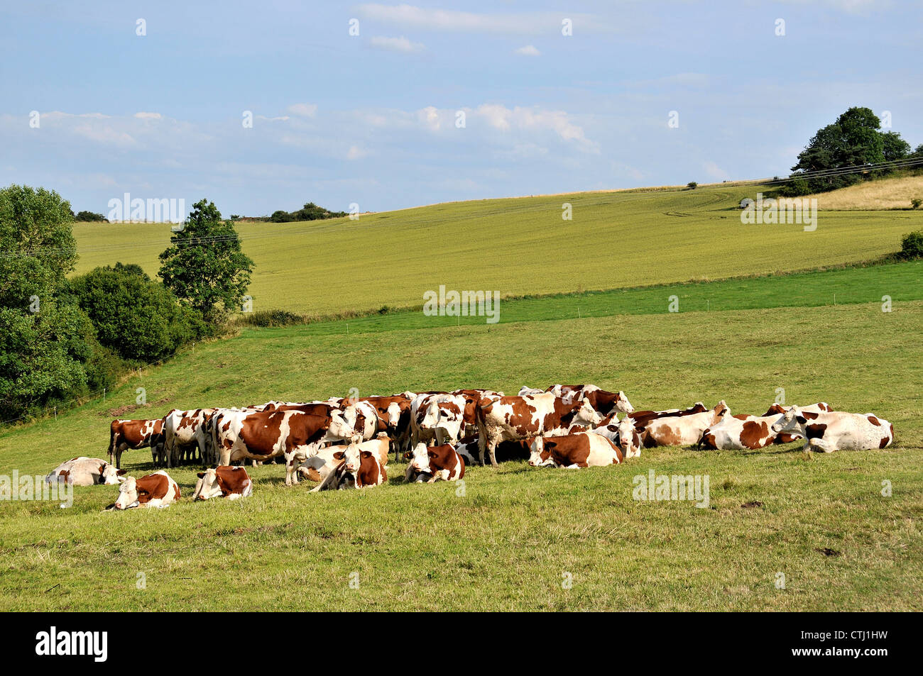 Vieh Sancy reichen Puy de Dome Auvergne Frankreich Stockfoto